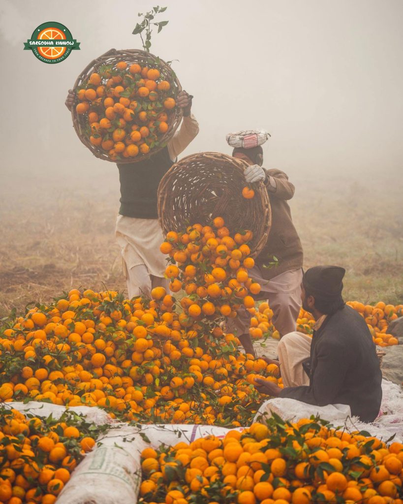 citrus land