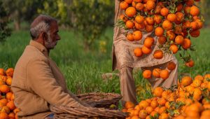 Inside the California of Pakistan: Sargodha Kinnow